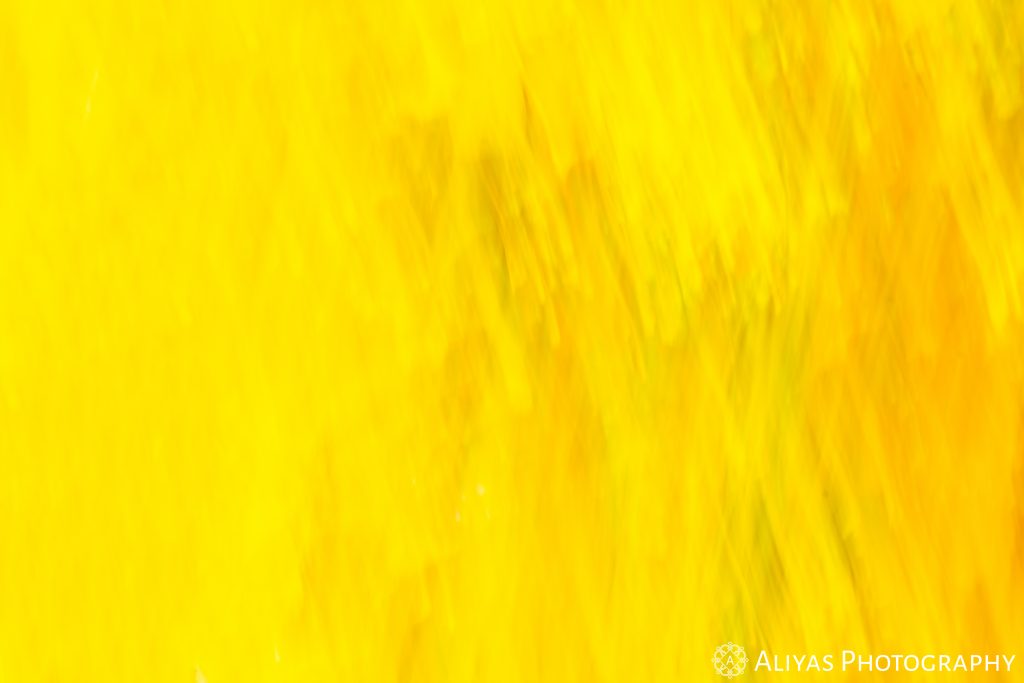 On this picture, you can see the result of intentional camera movement: a blurry, distorted picture of a heap of yellow leaves. The result looks like a painterly yellow impressionist fall painting with wildly blended yellow streaks.